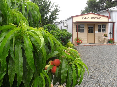 Gully Gardens - Accommodation Whitsundays 0