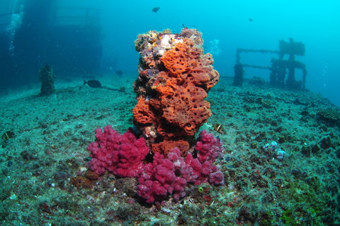 HMAS Brisbane Dive Site - Accommodation Whitsundays 0
