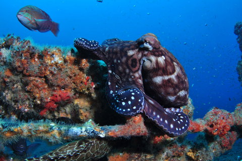 HMAS Brisbane Dive Site - Accommodation Whitsundays 2