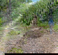Kangaroo River Walking Track - Accommodation Whitsundays