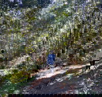 Lyrebird Circuit Walk - Accommodation Whitsundays
