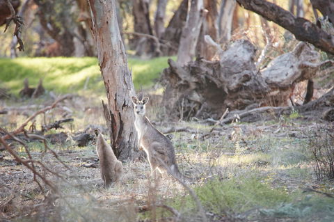 Nyah Vinifera Park - Accommodation Whitsundays 0