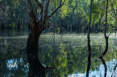 Nyah Vinifera Park - Accommodation Whitsundays 2