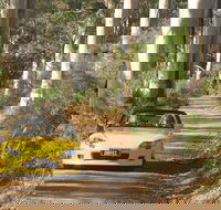 Scotsdale Tourist Drive - Accommodation Whitsundays