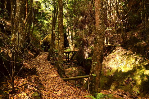 Cave Creek Walking Track - Accommodation Whitsundays 2