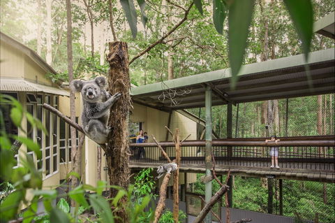 Daisy Hill Koala Centre - Accommodation Whitsundays 0