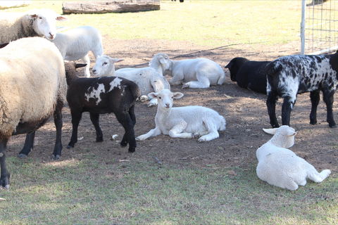 Haigslea EWE Nique Hobby Farm - Accommodation Whitsundays 1