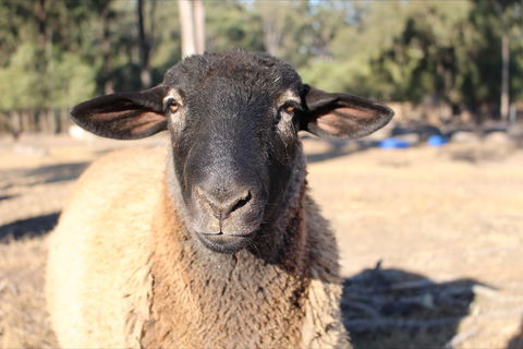 Haigslea EWE Nique Hobby Farm - Accommodation Whitsundays 2
