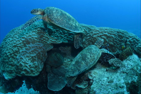 Heron Bommie - Accommodation Whitsundays 1