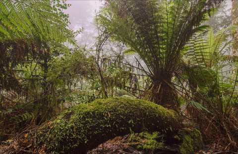 Honeysuckle Picnic Area - Accommodation Whitsundays 0