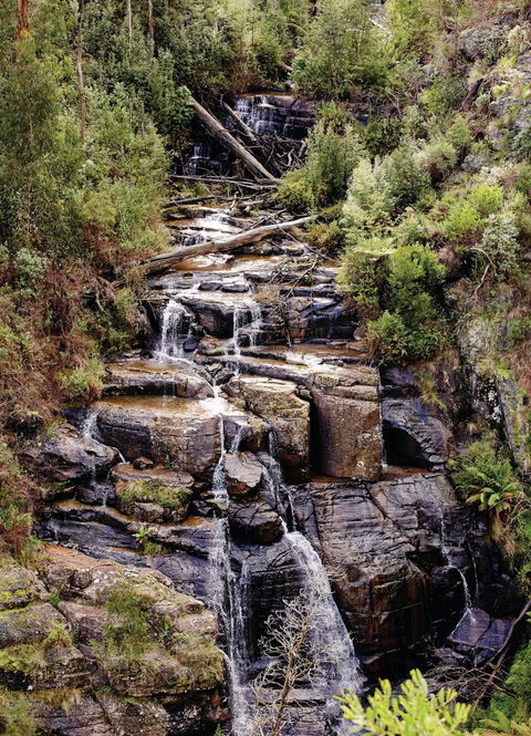 Kinglake National Park - Accommodation Whitsundays 1