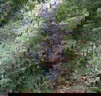 Kondalilla Falls Circuit Kondalilla National Park - Accommodation Whitsundays