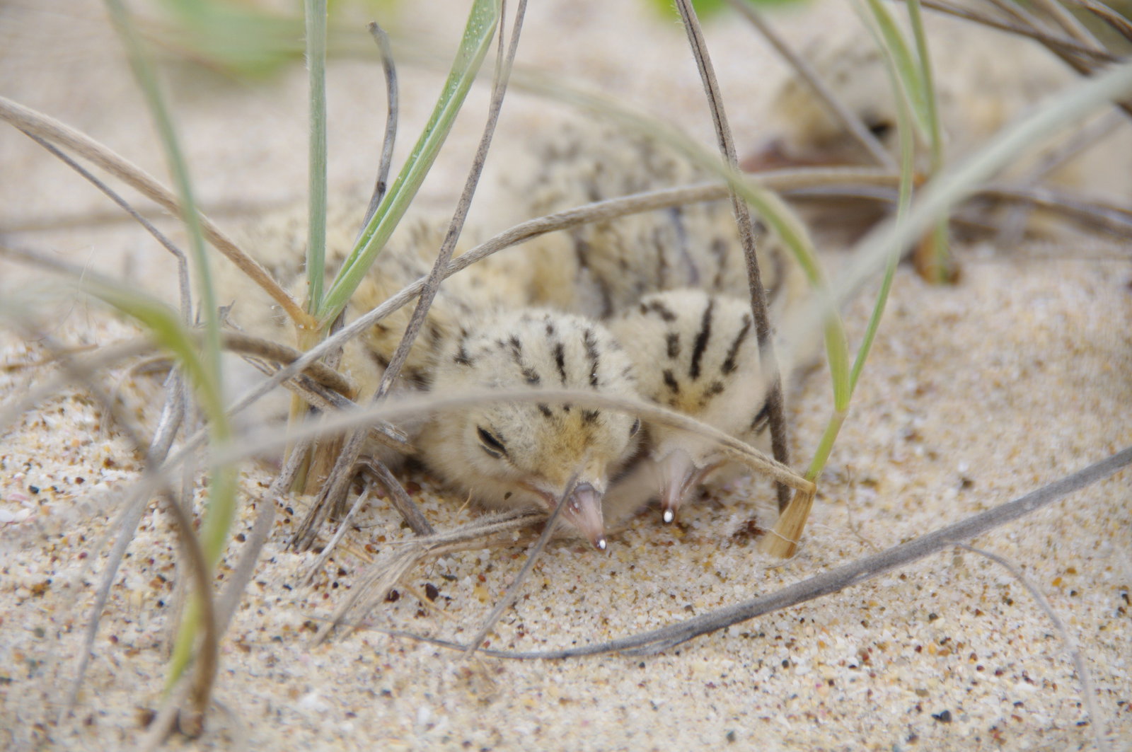 Accommodation Whitsundays