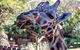 Perth Zoo - thumb 0