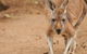 Perth Zoo - thumb 1