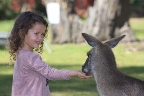 Potoroo Palace Native Animal Sanctuary - Accommodation Whitsundays 1