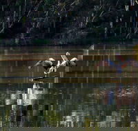 Seaham Swamp Nature Reserve - Accommodation Whitsundays