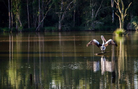 Seaham Swamp Nature Reserve - Accommodation Whitsundays 0