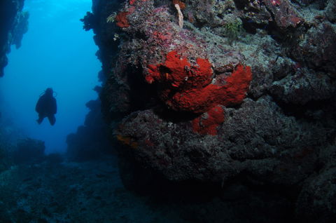 Stepping Stones Dive Site - Accommodation Whitsundays 0