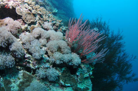 Stepping Stones Dive Site - Accommodation Whitsundays 1