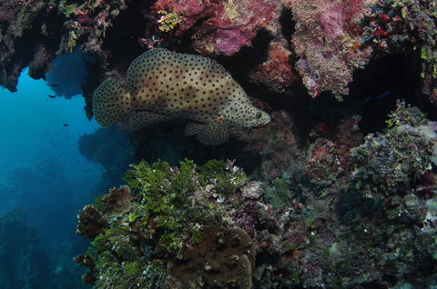 Stepping Stones Dive Site - Accommodation Whitsundays 2