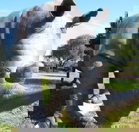 Tailem Bend Rhino Park and Dickson Reserve - Accommodation Whitsundays