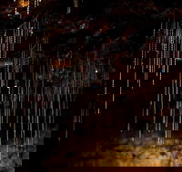 Tamborine Mountain Glow Worm Tours - Accommodation Whitsundays