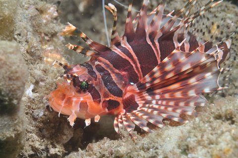 The Seaway Dive Site - Accommodation Whitsundays 0