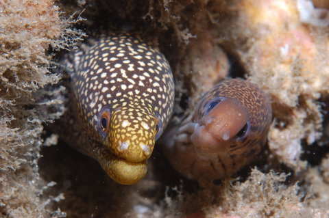 The Seaway Dive Site - Accommodation Whitsundays 1