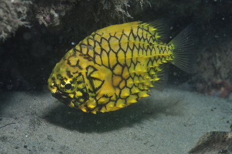 The Seaway Dive Site - Accommodation Whitsundays 2