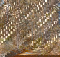 The Great Forest Trees Drive - Accommodation Whitsundays