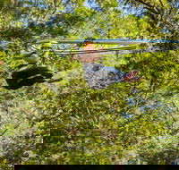 TreeTop Crazy Rider - Accommodation Whitsundays