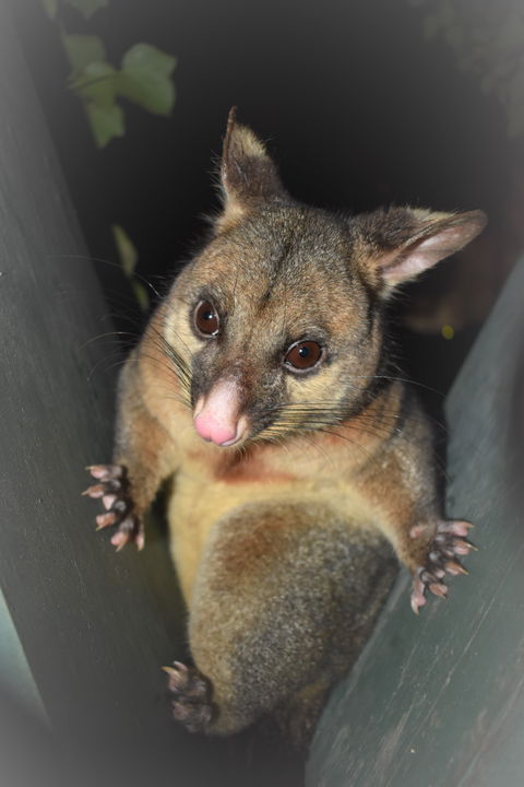 Umpherston Possum Tours - Accommodation Whitsundays 1