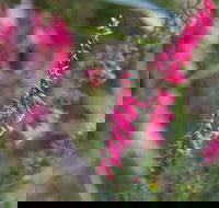 Warawee Circuit Walk to  Trigger Plant Track - Accommodation Whitsundays