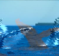 Whale Watching on Keswick Island - Accommodation Whitsundays