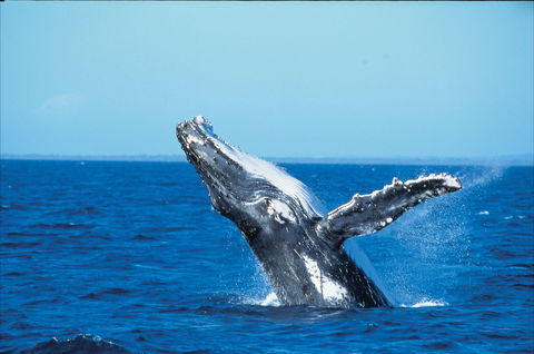 Whale Watching On Keswick Island - Accommodation Whitsundays 0
