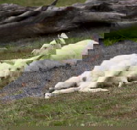 Yarra Valley Nocturnal Zoo - Accommodation Whitsundays