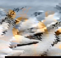 Gannets in Portland - Accommodation Whitsundays