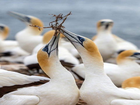 Gannets In Portland - Accommodation Whitsundays 0
