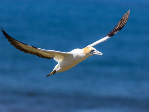Gannets In Portland - Accommodation Whitsundays 1