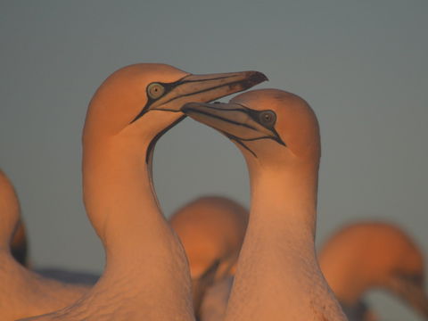 Gannets In Portland - Accommodation Whitsundays 2
