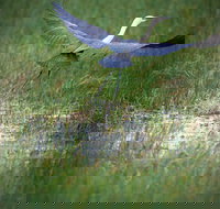 Germein Reserve - Accommodation Whitsundays