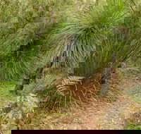 Grass Tree Circuit - Accommodation Whitsundays