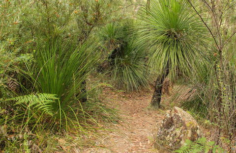 Grass Tree Circuit - Accommodation Whitsundays 0