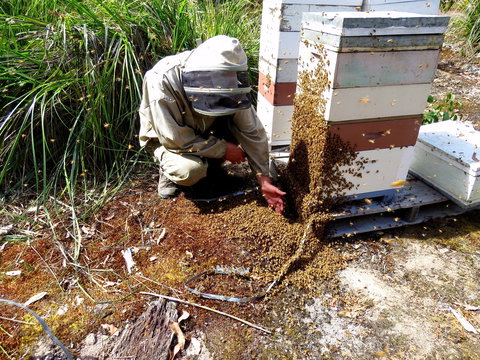 Honey Tasmania - The Beehive - Accommodation Whitsundays 0