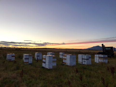 Honey Tasmania - The Beehive - Accommodation Whitsundays 2