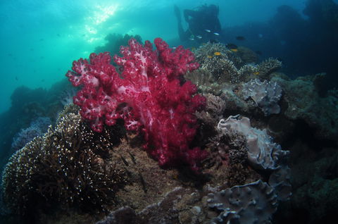 Luncheon Bay Dive Site - Accommodation Whitsundays 0