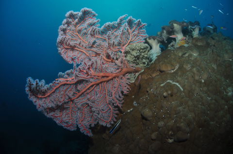 Luncheon Bay Dive Site - Accommodation Whitsundays 1