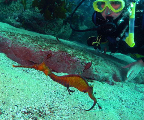 Merimbula Divers Lodge - Accommodation Whitsundays 2