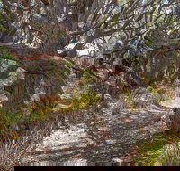 Middle Lagoon Walking Track - Accommodation Whitsundays